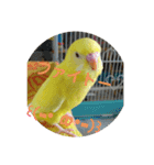 可愛い♡インコちゃん♡♡♡（個別スタンプ：30）
