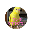 可愛い♡インコちゃん♡♡♡（個別スタンプ：31）