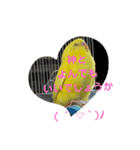 可愛い♡インコちゃん♡♡♡（個別スタンプ：33）