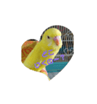 可愛い♡インコちゃん♡♡♡（個別スタンプ：34）