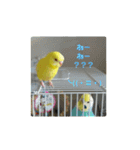 可愛い♡インコちゃん♡♡♡（個別スタンプ：35）