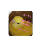 可愛い♡インコちゃん♡♡♡（個別スタンプ：36）