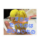 可愛い♡インコちゃん♡♡♡（個別スタンプ：38）