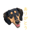 わが家のむぎちゃん（個別スタンプ：2）