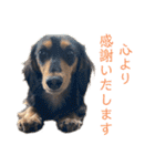 わが家のむぎちゃん（個別スタンプ：3）