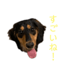 わが家のむぎちゃん（個別スタンプ：8）