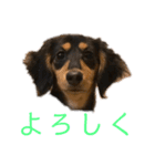 わが家のむぎちゃん（個別スタンプ：10）