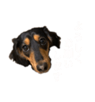 わが家のむぎちゃん（個別スタンプ：11）