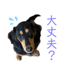 わが家のむぎちゃん（個別スタンプ：13）