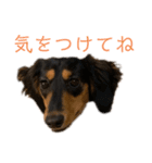 わが家のむぎちゃん（個別スタンプ：14）