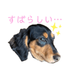 わが家のむぎちゃん（個別スタンプ：16）