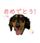 わが家のむぎちゃん（個別スタンプ：17）