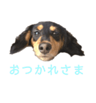 わが家のむぎちゃん（個別スタンプ：18）
