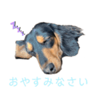 わが家のむぎちゃん（個別スタンプ：19）