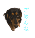 わが家のむぎちゃん（個別スタンプ：20）