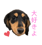 わが家のむぎちゃん（個別スタンプ：22）
