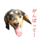わが家のむぎちゃん（個別スタンプ：24）
