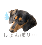 わが家のむぎちゃん（個別スタンプ：25）