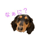 わが家のむぎちゃん（個別スタンプ：26）
