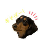 わが家のむぎちゃん（個別スタンプ：28）