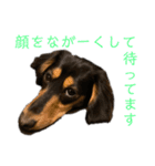 わが家のむぎちゃん（個別スタンプ：30）