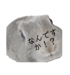 うさぎの写真で楽しく会話（個別スタンプ：21）