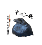 ペット記録チャンネル お楽しみスタンプ（個別スタンプ：6）