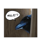 ペット記録チャンネル お楽しみスタンプ（個別スタンプ：14）