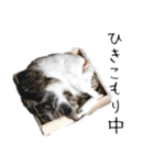 ペット記録チャンネル お楽しみスタンプ（個別スタンプ：30）