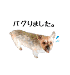 ペット記録チャンネル お楽しみスタンプ（個別スタンプ：34）