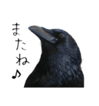 ペット記録チャンネル お楽しみスタンプ（個別スタンプ：40）