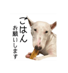 ばむの日常3(ミニチュアブルテリア)（個別スタンプ：1）