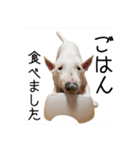 ばむの日常3(ミニチュアブルテリア)（個別スタンプ：3）