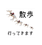 ばむの日常3(ミニチュアブルテリア)（個別スタンプ：5）