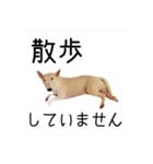 ばむの日常3(ミニチュアブルテリア)（個別スタンプ：7）