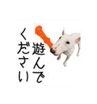 ばむの日常3(ミニチュアブルテリア)（個別スタンプ：9）