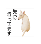 ばむの日常3(ミニチュアブルテリア)（個別スタンプ：10）