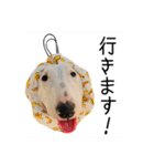 ばむの日常3(ミニチュアブルテリア)（個別スタンプ：11）