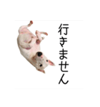 ばむの日常3(ミニチュアブルテリア)（個別スタンプ：12）