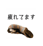 ばむの日常3(ミニチュアブルテリア)（個別スタンプ：13）