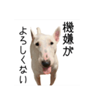 ばむの日常3(ミニチュアブルテリア)（個別スタンプ：15）