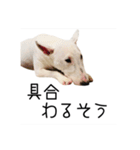 ばむの日常3(ミニチュアブルテリア)（個別スタンプ：16）