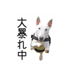 ばむの日常3(ミニチュアブルテリア)（個別スタンプ：17）
