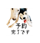 ばむの日常3(ミニチュアブルテリア)（個別スタンプ：19）