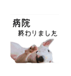 ばむの日常3(ミニチュアブルテリア)（個別スタンプ：20）