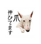 ばむの日常3(ミニチュアブルテリア)（個別スタンプ：23）