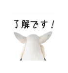 ばむの日常3(ミニチュアブルテリア)（個別スタンプ：24）
