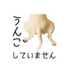 ばむの日常3(ミニチュアブルテリア)（個別スタンプ：26）
