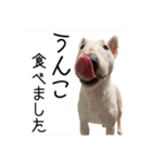 ばむの日常3(ミニチュアブルテリア)（個別スタンプ：27）