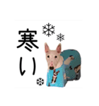 ばむの日常3(ミニチュアブルテリア)（個別スタンプ：30）